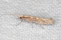 Plutella xylostella