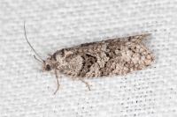 Cnephasia