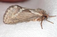 Korscheltellus lupulinus