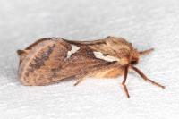 Korscheltellus lupulinus