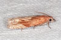 Eucosma cana