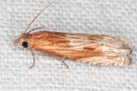Eucosma cana