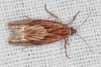 Eucosma cana