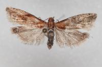 Eucosma cana