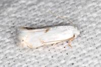Opostegoides menthinella