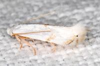 Opostegoides menthinella
