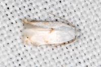 Opostegoides menthinella