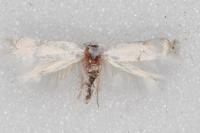 Opostegoides menthinella