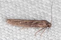 Blastobasis phycidella