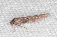 Blastobasis phycidella