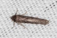 Blastobasis phycidella