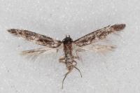 Blastobasis phycidella
