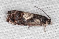 Pammene gallicolana