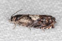 Pammene gallicolana