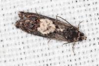 Pammene gallicolana