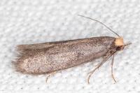 Agnoea langohri