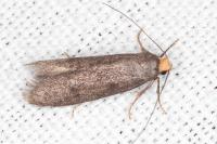 Agnoea langohri