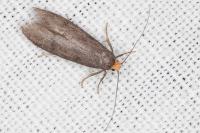 Agnoea langohri