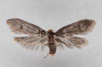 Agnoea langohri