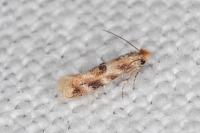 Bucculatrix ulmella