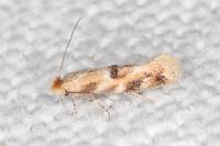 Bucculatrix ulmella