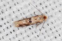 Bucculatrix ulmella