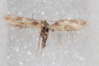 Bucculatrix ulmella