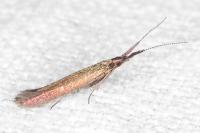 Coleophora variicornis
