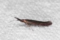 Coleophora variicornis