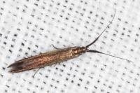 Coleophora variicornis