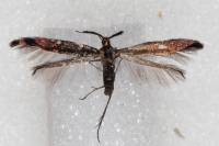 Coleophora variicornis