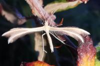 Merrifieldia malacodactyla