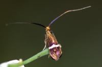 Adela australis