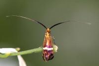 Adela australis
