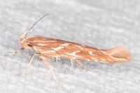 Pyroderces argyrogrammos
