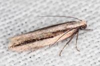 Mirificarma interrupta