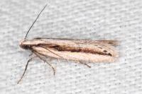 Mirificarma interrupta