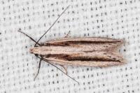 Mirificarma interrupta