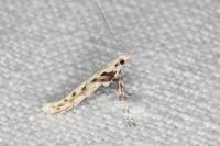 Povolnya leucapennella