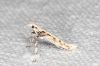 Povolnya leucapennella