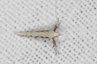 Povolnya leucapennella