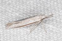Pleurota ericella