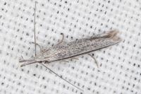 Pleurota ericella