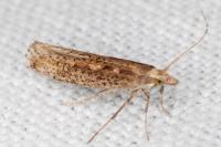 Plutella xylostella
