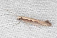 Plutella xylostella