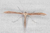 Emmelina monodactyla