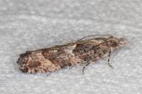 Acroclita subsequana