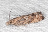 Acroclita subsequana