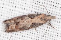 Acroclita subsequana