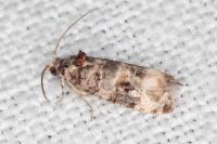 Lobesia botrana